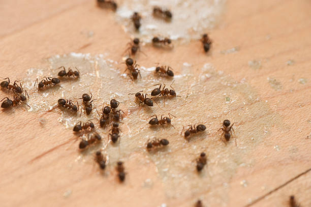Marion, KY Pest Control Company