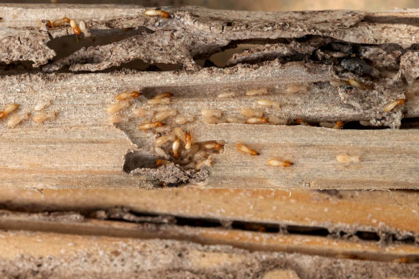 Best Wasp Removal Services  in Marion, KY